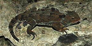 Mountain horned lizard (Phrynosoma orbiculare orientale), Municipality of Miquihuana, Tamaulipas, Mexico (24 September 2009).jpg