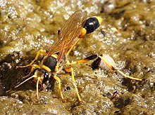 Балшық-дәубер Wasp - sceliphron laetum.jpg