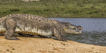 Crocodylus palustris (Mugger crocodile) walking