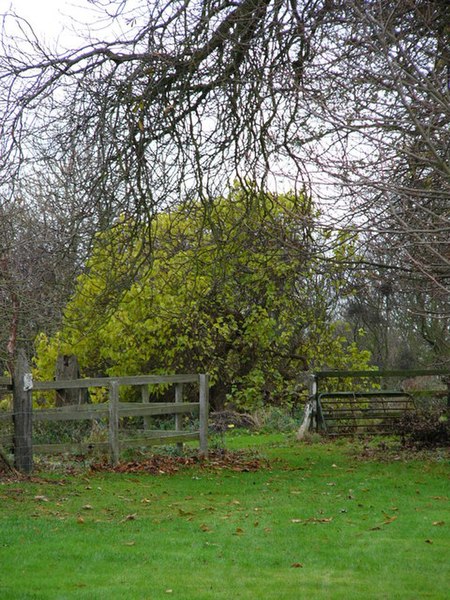 File:Mulberry Tree - Skeffling - 2007.11.24 - geograph.org.uk - 620612.jpg