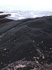 Mussel bed in Rhode Island, USA Mussel bed.jpg