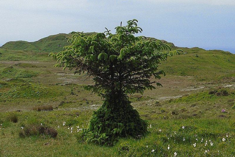 File:Mutant-pine.jpg