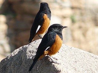 <span class="mw-page-title-main">White-winged cliff chat</span> Species of bird