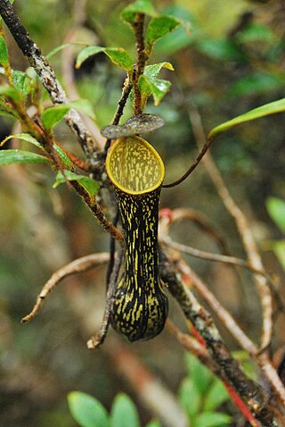 <i>Nepenthes mikei</i> Tropical pitcher plant endemic to Sumatra