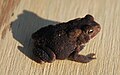 English: American Toad, Bufo americanus in Natural Chimneys Regional Park in Augusta County, Virginia