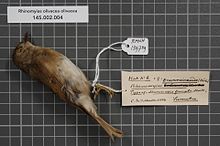 Центр биоразнообразия Naturalis - RMNH.AVES.139759 1 - Rhinomyias olivacea olivacea (Hume, 1877) - Muscicapidae - образец кожи птицы.jpeg