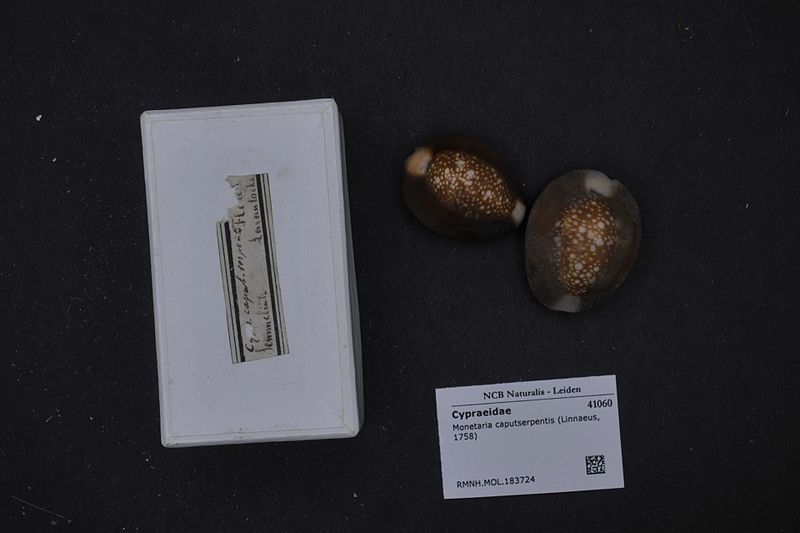 File:Naturalis Biodiversity Center - RMNH.MOL.183724 1 - Monetaria caputserpentis (Linnaeus, 1758) - Cypraeidae - Mollusc shell.jpeg