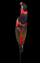 קובץ: Naturalis Center for Biodiversity - ZMA.AVES.210 - Lorius lory viridicrissalis De Beaufort, 1909 - Psittacidae - דגימת עור הציפור. Webm