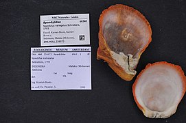 Spondylus variegatus