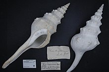 Naturalis Biodiversity Center - ZMA.MOLL.355350 - Fusinus longissimus (Gmelin, 1791) - Fasciolariidae - Moluska shell.jpeg