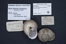 Naturalis Biodiversity Center - ZMA.MOLL.405416 - Iberus gualtieranus campesinus (Pfeiffer, 1846) - Helicidae - Mollusc shell.jpeg