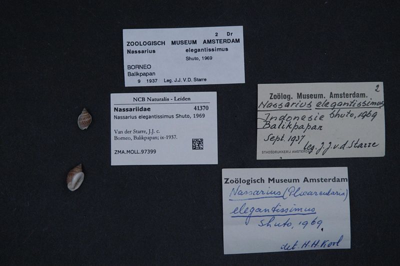 File:Naturalis Biodiversity Center - ZMA.MOLL.97399 - Nassarius elegantissimus Shuto, 1969 - Nassariidae - Mollusc shell.jpeg