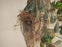 Female bird inside nest.
