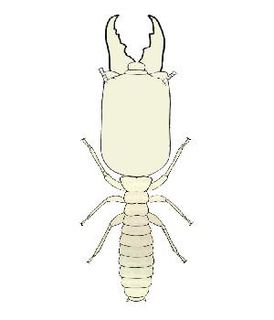 <i>Neotermes</i> Genus of termites