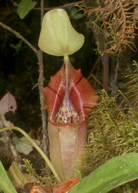 Nepenthes ovata2.jpg