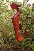 Nepenthes pulchra