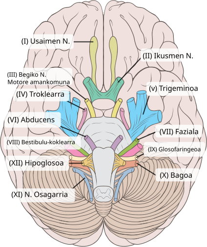 File:Nerbio kranialak etiketatuak.svg