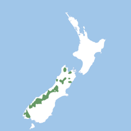 Nestor notabilis intervala Mapnew Zealand.png