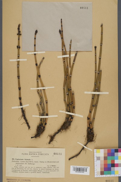 File:Neuchâtel Herbarium - Equisetum hiemale - NEU000001642.tif