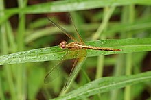 Neurothemis intermedia 05455.jpg