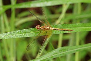 Neurothemis intermedia 05455.jpg