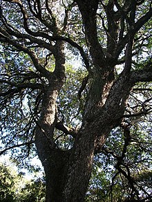 Newtonia hildebrandtii Nibela Peninsula 24 05 2011.JPG