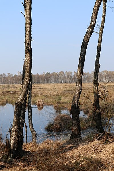 File:Niedersachsen, Naturschutzgebiet Lüneburger Heide, Pietzmoor bei Schneverdingen, Moor und Birkenwald, WDPA ID 102317.jpg