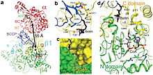 Figure 2.(a). Schematic drawing of the relative positioning of the BC and CT active sites in the holoenzyme. One a subunit and a b2 dimer (b1 from one layer and b4 from the other layer) are shown, and the viewing direction is the same as Fig. 1b. The two active sites are indicated with the stars, separated by 55 A distance. The bound positions of ADP in complex with E. coli BC 18 and that of CoA in complex with the 12S subunit of transcarboxylase 21 are also shown. (b). Detailed interactions between BCCP-biotin and the C domain of a b subunit. Hydrogen-bonding interactions are indicated with the dashed lines in red. The N1' atom of biotin is labeled as 1', hydrogen-bonded to the main-chain carbonyl of Phe397. (c). Molecular surface of the CT active site, showing a deep canyon where both substrates are bound. (d). Schematic drawing of the CT active site. Nihms213291f3.jpg