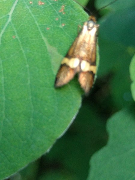 File:Noordwijk - Geelbandlangsprietmot (Nemophora degeerella).jpg