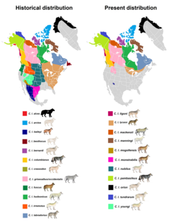 Kenai Peninsula wolf Extinct subspecies of carnivore