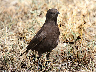 <span class="mw-page-title-main">Anteater chat</span> Species of bird