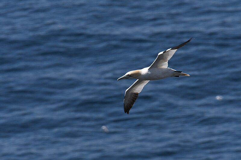 File:Northern gannet cape st. Mary's eco reserve 7.22.22 DSC 8612.jpg