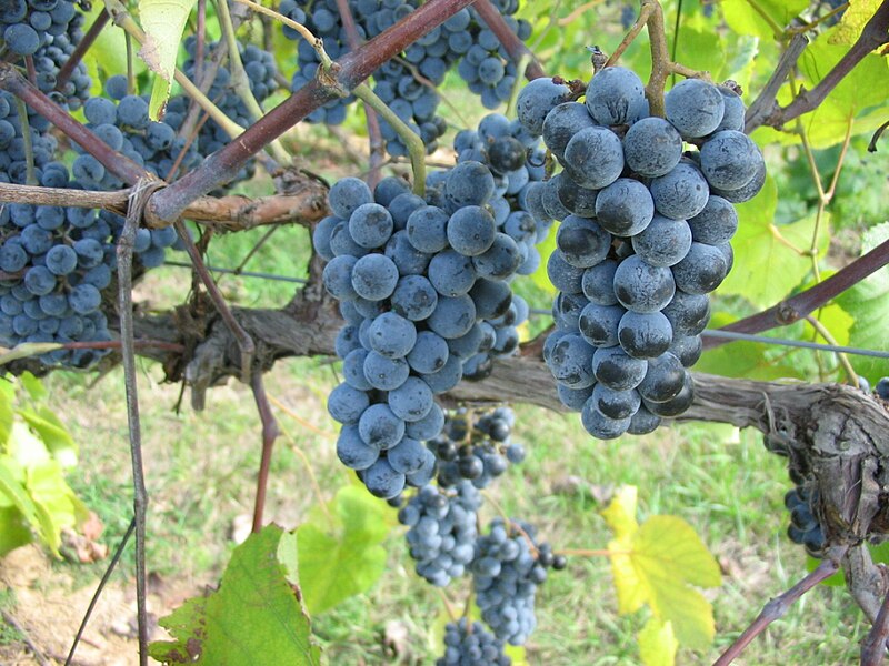 File:Norton grapes growing in Missouri.jpg