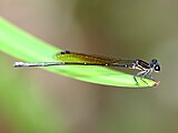 Female in Cairns