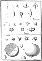 Tafel 25: „Bocconia“ „Penaea“ „Eresia“