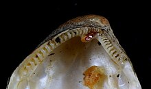 A close-up photograph of the hinge teeth of a nut clam Nuculidae hinge.jpg