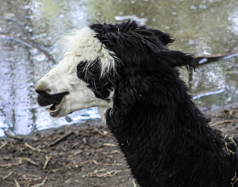 File:Nyíregyháza Zoo, lama.jpg