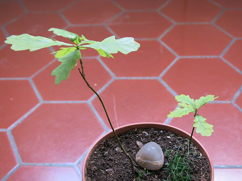 File:Oak bonsai D190507 -perhaps-.jpg