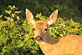 * Nomination Odocoileus hemionus (Mule deer) in BC, Canada --Riley Huntley 14:45, 13 March 2016 (UTC) * Promotion Ok for QI --Hubertl 04:12, 19 March 2016 (UTC)