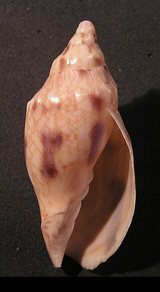 <i>Odontocymbiola americana</i> Species of gastropod