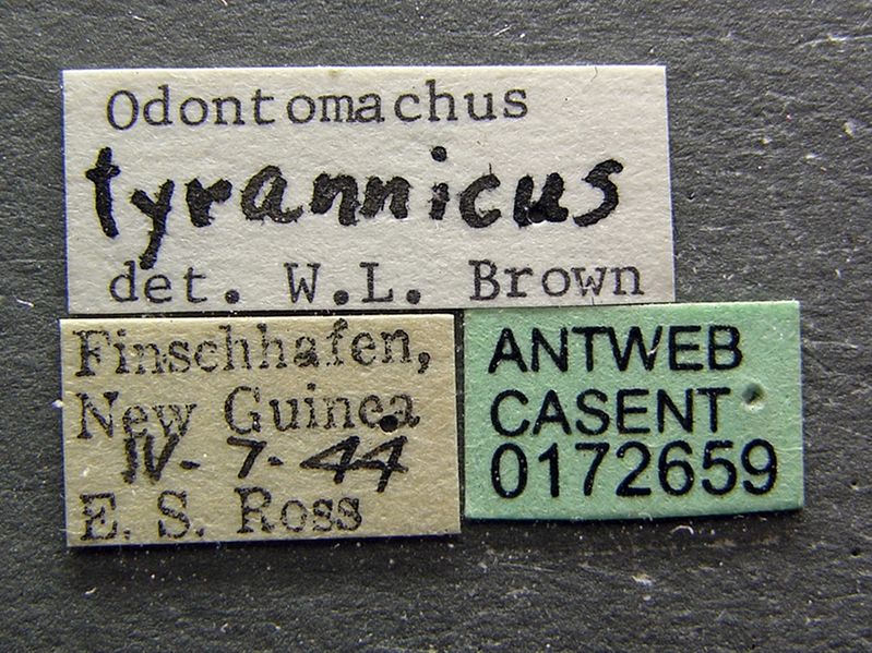 File:Odontomachus tyrannicus casent0172659 label 1.jpg