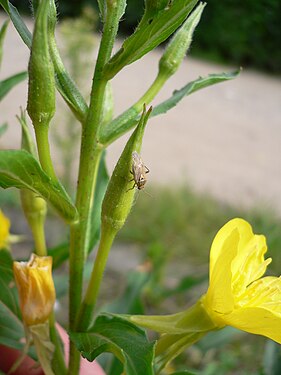 Oenothera biennis 20050825 925.jpg