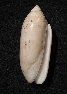 <i>Oliva multiplicata</i> species of mollusc