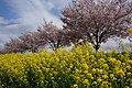 小山市、思川左岸流域 乙女橋南の桜堤にて