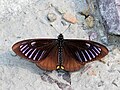 * Nomination Open wing mud-puddling position of Papilio slateri (Hewitson,1859) – Blue-striped Mime. Subspecies: Papilio slateri slateri Hewitson, 1859 – Indo-Chinese Blue-striped Mime. By User:Atanu Bose Photography --MaheshBaruahwildlife 06:12, 13 May 2023 (UTC) * Promotion  Support OK quality. --Charlesjsharp 10:47, 13 May 2023 (UTC)