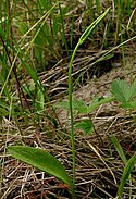 Ophioglossum pusillum USFS-1.jpg