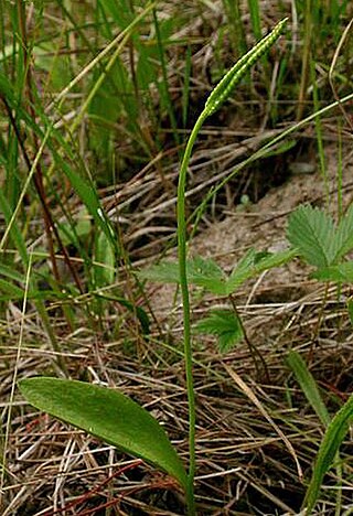<i>Ophioglossum pusillum</i> Species of fern in the family Ophioglossaceae