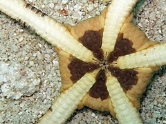 File:Ophiolepis superba - Lizard Island 02.jpeg (Category:Echinoderms of Queensland)