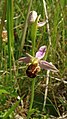 Ophrys apifera Germany - Taubergießen