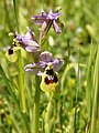 Ophrys neglecta Italy - Sardinia